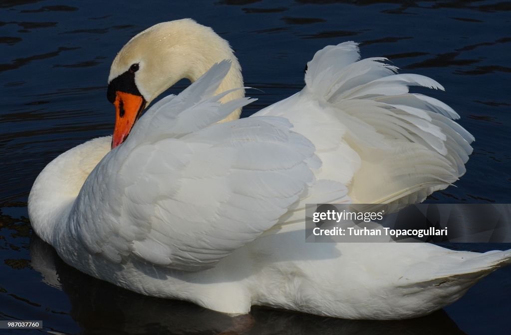 Majestic white beauty