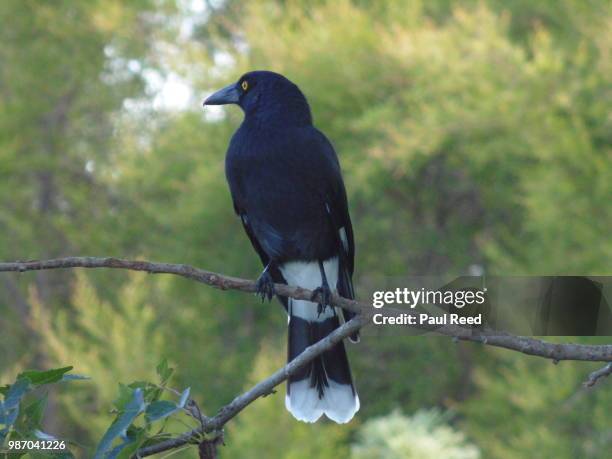 pied currawong - pied currawong stock pictures, royalty-free photos & images