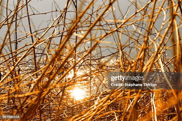 branch and reflection / branche et reflet - reflet stock-fotos und bilder