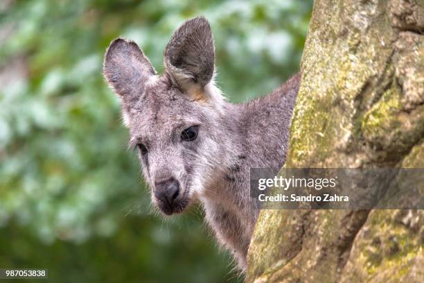 peaking kangaroo - julön bildbanksfoton och bilder