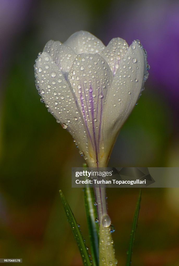 White crocus after rain