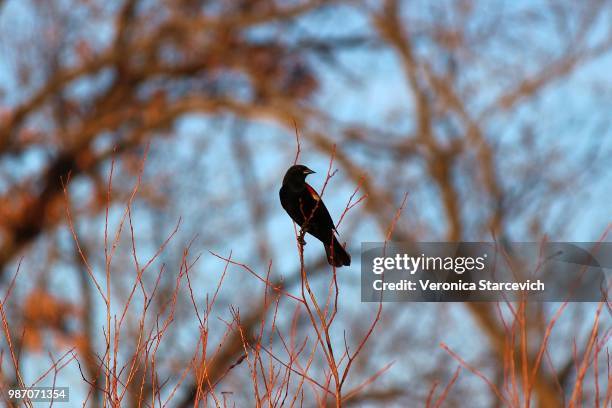 red winged black bird - veronica winter stock pictures, royalty-free photos & images