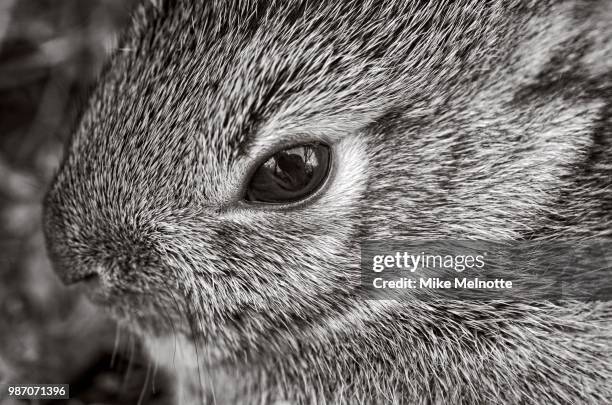 the detail - cottontail stock pictures, royalty-free photos & images