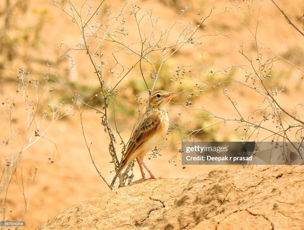 Brown Rock Pipit