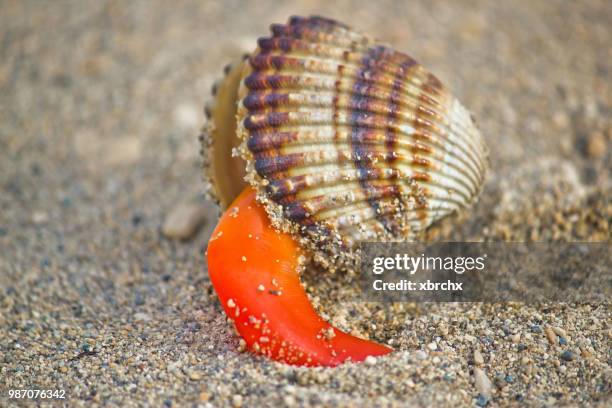 Ferrusca Shell 418 Armor Shell Stock Photos, High-Res Pictures, and Images - Getty Images