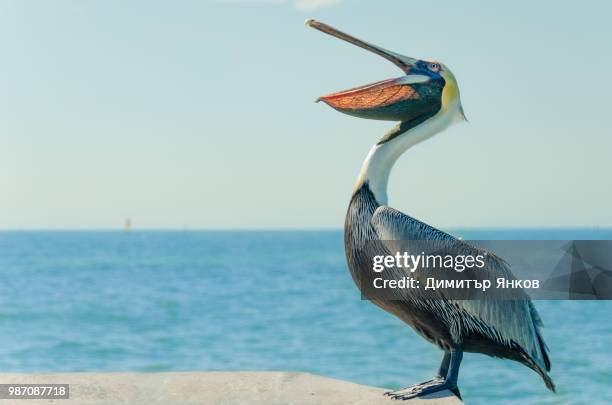 pelican - pelikaan stockfoto's en -beelden