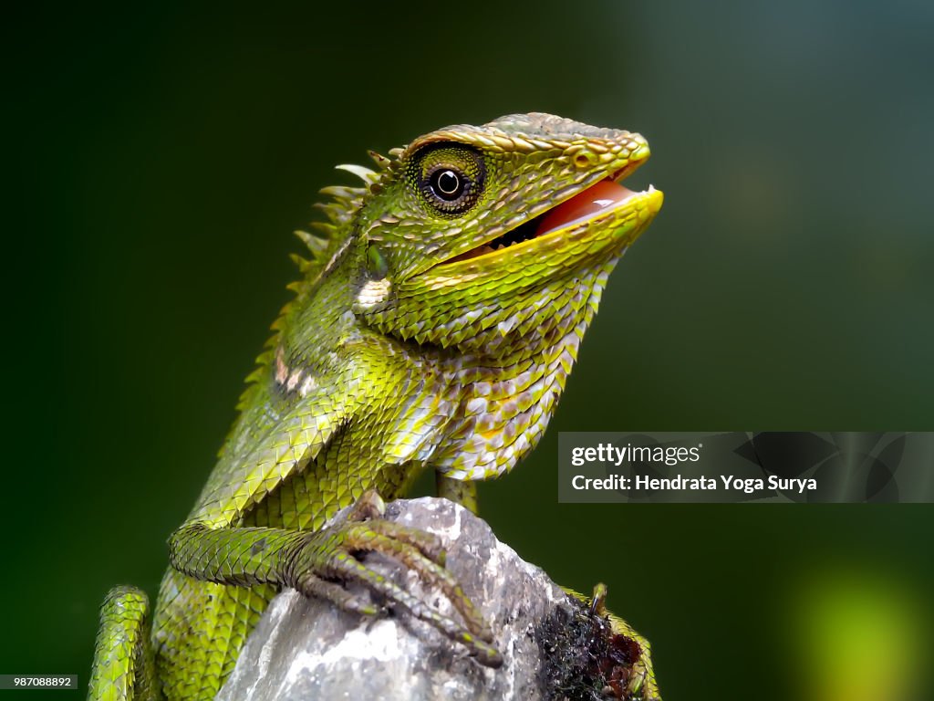 Adult bunglon surai