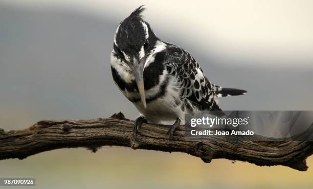 pied king  fisher - pied kingfisher ceryle rudis stock pictures, royalty-free photos & images