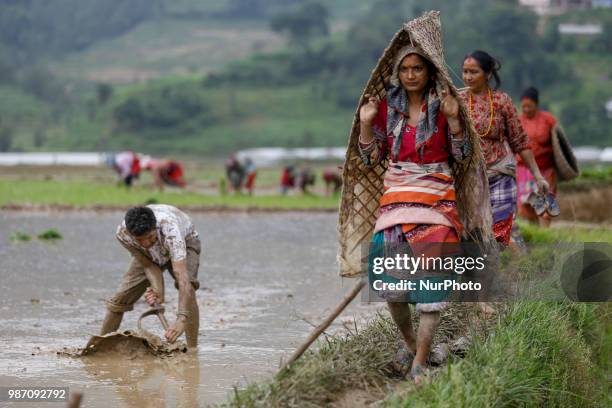 Nepalese women arrive at paddy field to celebrate National Paddy Day or Asar Pandra, which marks the commencement of rice crop planting in paddy...