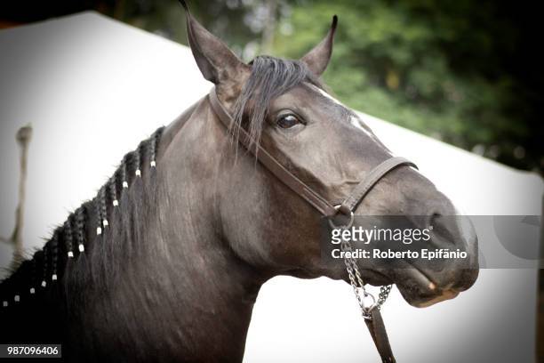 the mangalarga machador horse (3) - manga larga stock-fotos und bilder