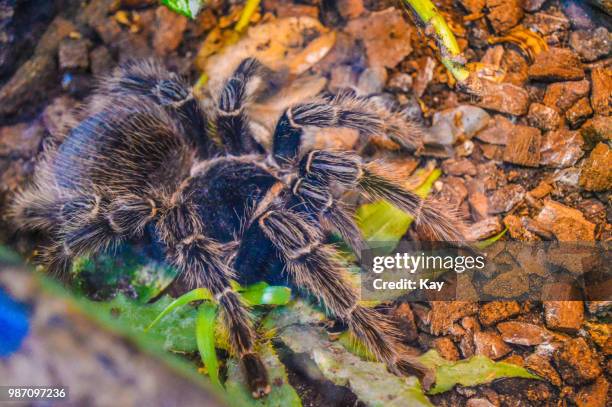 theraphosidae's - theraphosa blondi stock pictures, royalty-free photos & images