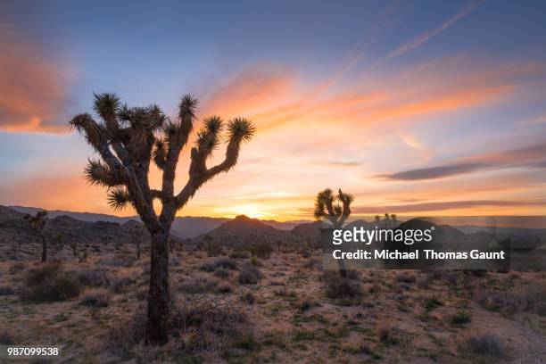 joshua tree during sunset in california, usa. - joshua tree stock pictures, royalty-free photos & images