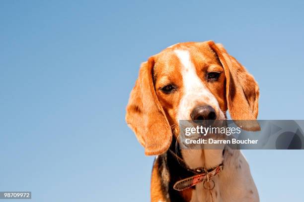 dog looking down at camera - dog looking down at camera stock pictures, royalty-free photos & images