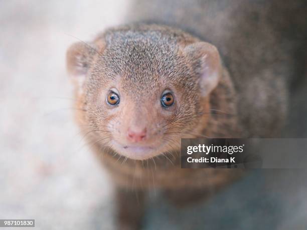rikki-tikki-tavi - tikki stock pictures, royalty-free photos & images
