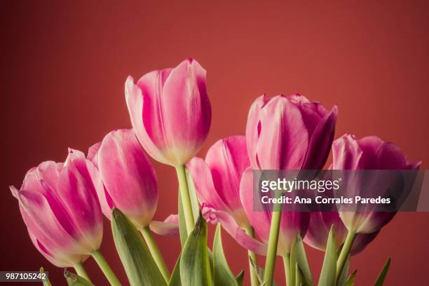 un poco de primavera en casa... - en casa stock pictures, royalty-free photos & images