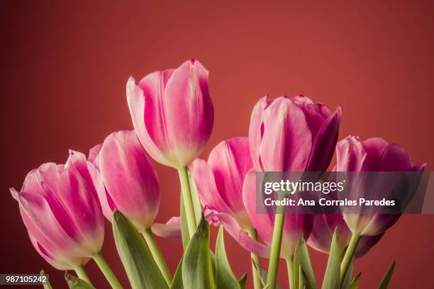 un poco de primavera en casa... - interior de casa 個照片及圖片檔