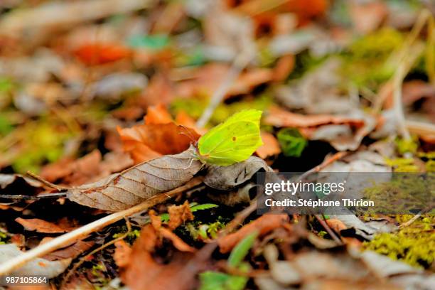 yellow butterfly / papillon jaune - papillon stock pictures, royalty-free photos & images