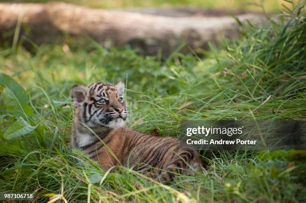 interested - tiger cub - fotografias e filmes do acervo