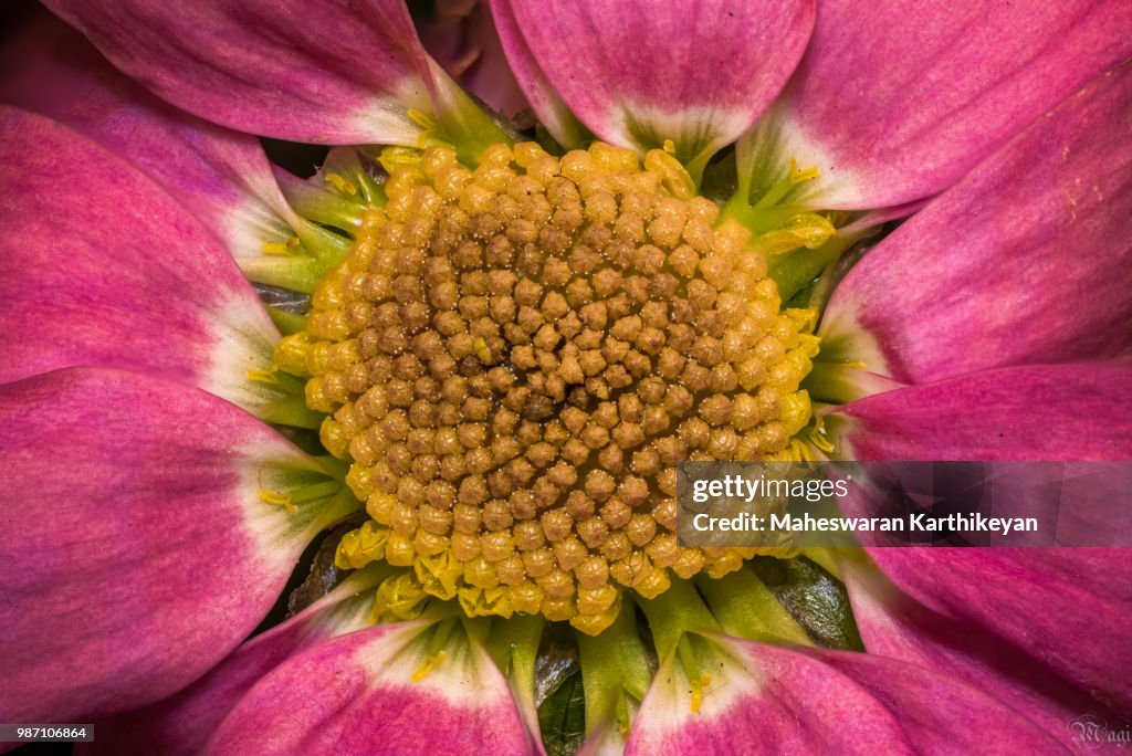 Flower Closeup