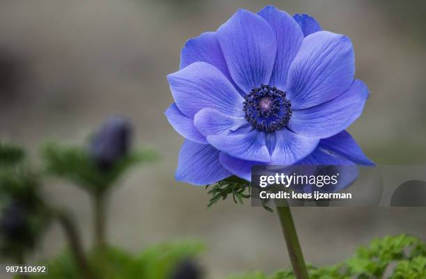 anemone. - windflower stock pictures, royalty-free photos & images