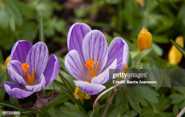 white-lilac crocus - white lilac stock pictures, royalty-free photos & images