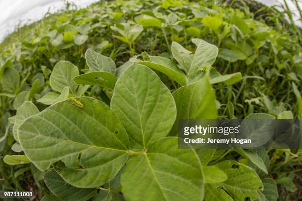 soy bean crop growing in an indiana field - jeremy hogan stock pictures, royalty-free photos & images