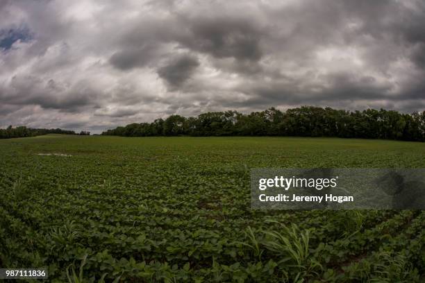 soy bean crop growing in an indiana field - jeremy hogan stock-fotos und bilder