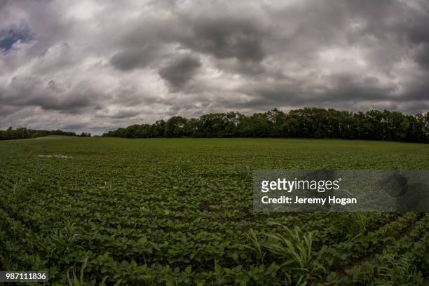 soy bean crop growing in an indiana field - jeremy hogan foto e immagini stock