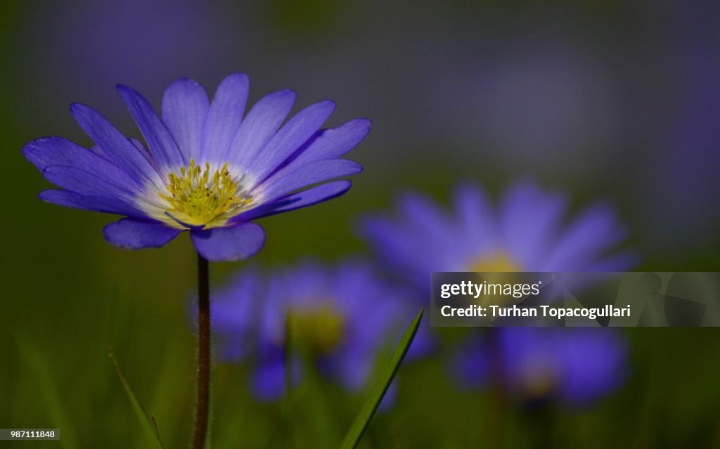 Anemone