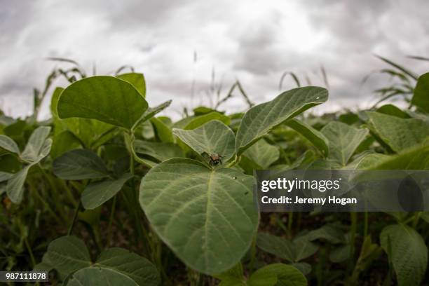 soy bean crop growing in an indiana field - jeremy hogan stock pictures, royalty-free photos & images