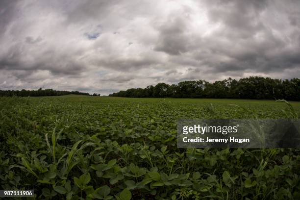 soy bean crop growing in an indiana field - jeremy hogan foto e immagini stock