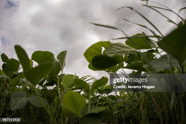 soy bean crop growing in an indiana field - jeremy hogan foto e immagini stock