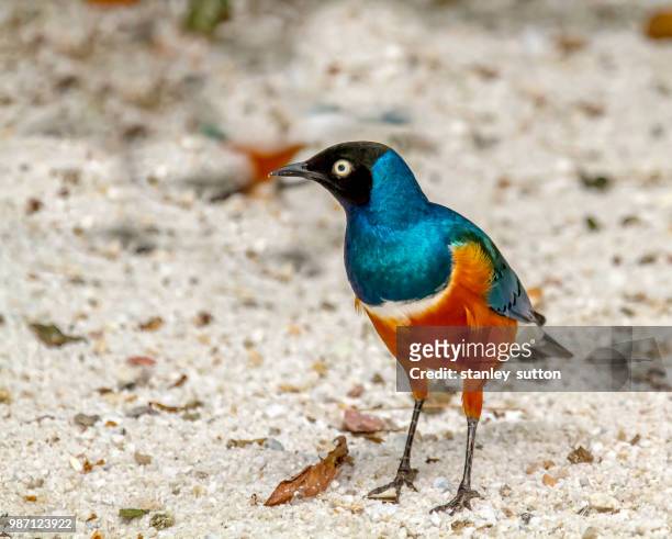 superb starling - superb stock pictures, royalty-free photos & images