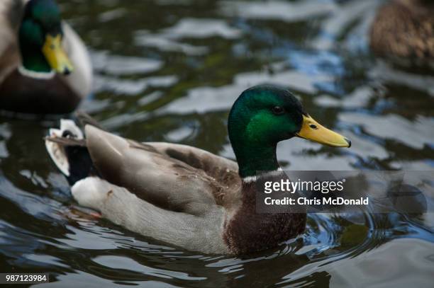 beacon hill park duck - beacon hill park stock pictures, royalty-free photos & images