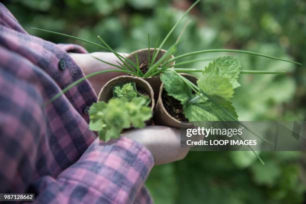 a young female gardener works in her allotment - green thumb refrán en inglés fotografías e imágenes de stock