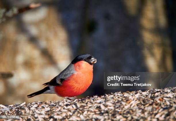 bullfinch eating sunflower seeds - teemu tretjakov stock pictures, royalty-free photos & images