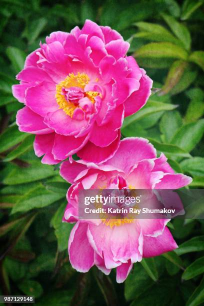 gorgeous peonies - dipinto con colori sovrapposti foto e immagini stock