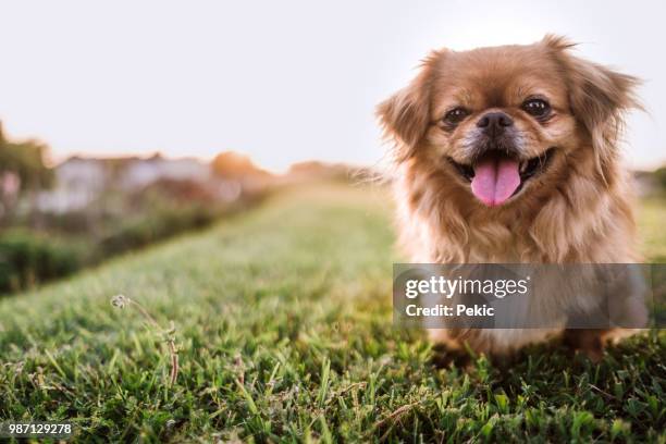 pekinese hund nicht städtischen szenerie - pekingese stock-fotos und bilder