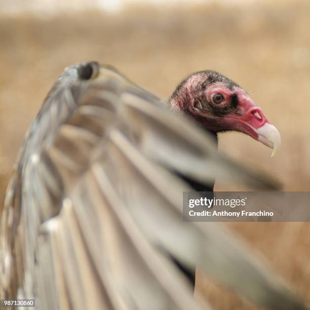 turkey vulture - turkey vulture stock pictures, royalty-free photos & images