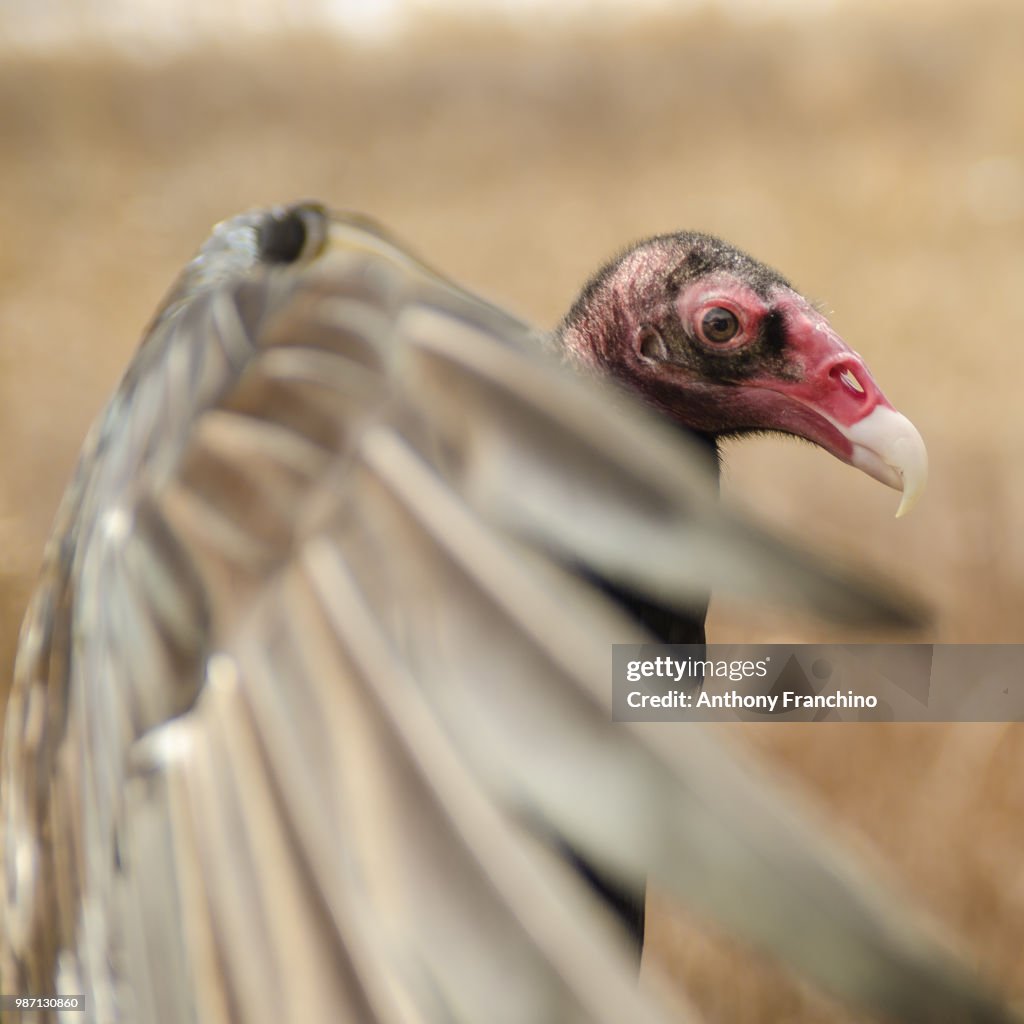 Turkey vulture