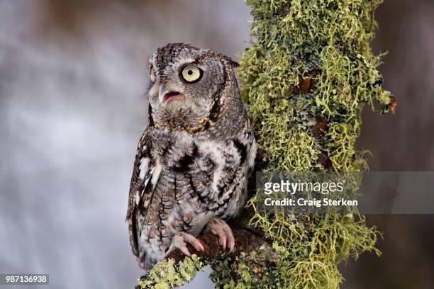 eastern screech owl - アメリカオオコノハズク ストックフォトと画像
