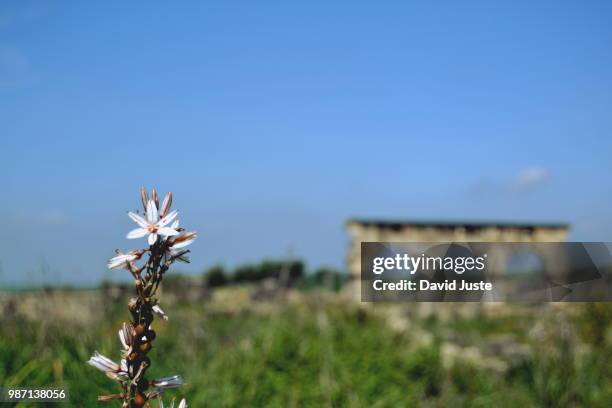 flower on volubilis - volubilis stock pictures, royalty-free photos & images