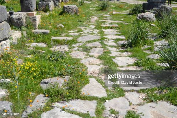 volubilis walking - volubilis stock pictures, royalty-free photos & images