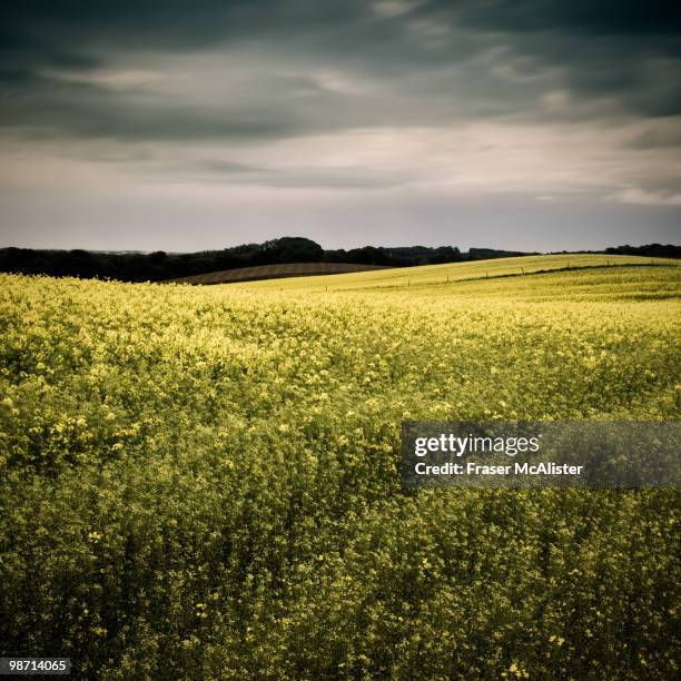 Intesar Raisuddin Field 2,231 Fraser Field Stock Photos, High-Res Pictures, and Images - Getty ...