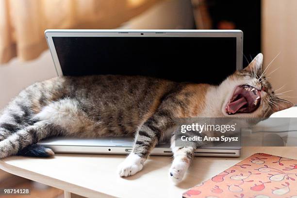 yawning cat on laptop - cat laptop stockfoto's en -beelden