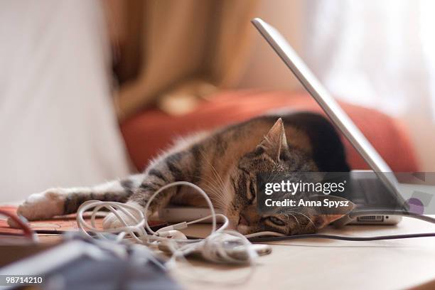 Cat Computer Sleep Cat Sleeping On Laptop Photos and Premium High Res Pictures - Getty Images