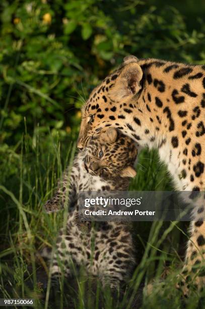 an amur leopard and her cub. - amur leopard stock-fotos und bilder