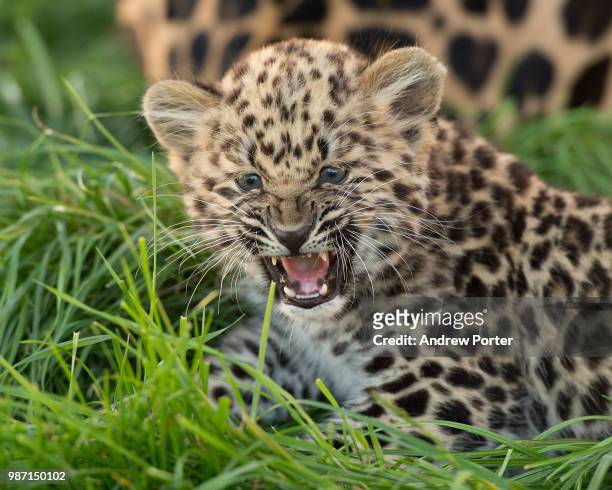 an amur leopard cub. - amur leopard fotografías e imágenes de stock