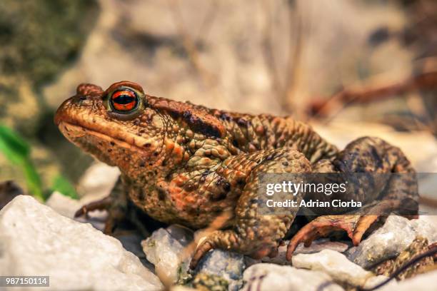 red eye toad - anura stock pictures, royalty-free photos & images