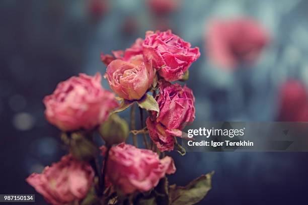 roses morte ll - morte stockfoto's en -beelden